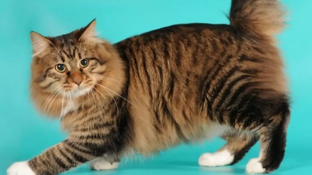 american-bobtail-a-beleza-e-singularidade-do-gato-de-rabo-curto