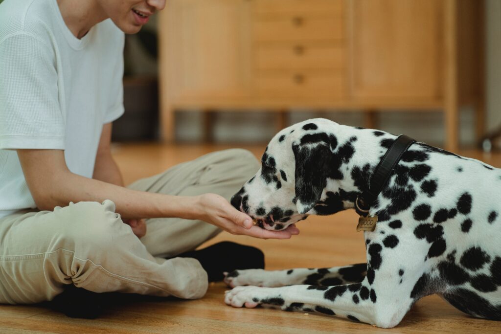 cachorro-entende-a-linguagem-humana