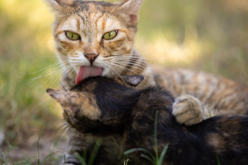 curiosidades-sobre-a-lingua-dos-gatos