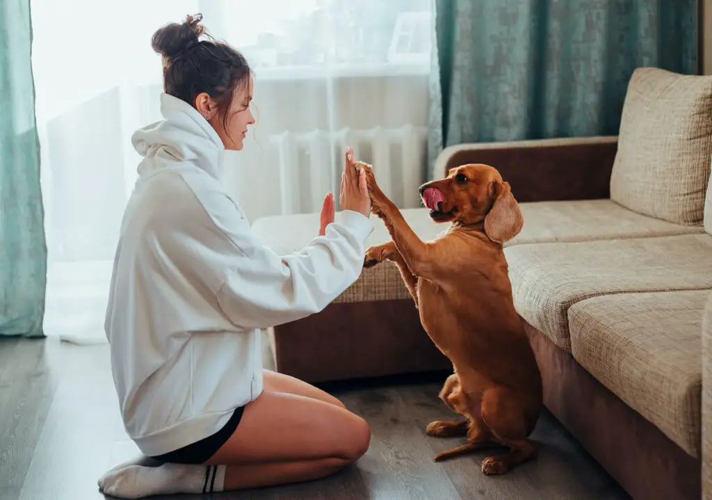 Cuidar de um Cachorro