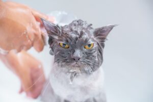 Higiene e Limpeza dos Pets