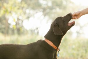 Dicas Veterinárias Essenciais para Cuidar dos Seus Amados Animais de Estimação